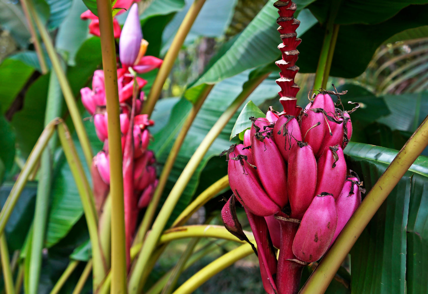 5 DWARF PINK BANANA Velvet Musa Velutina Flowering Fruit Tree Seeds