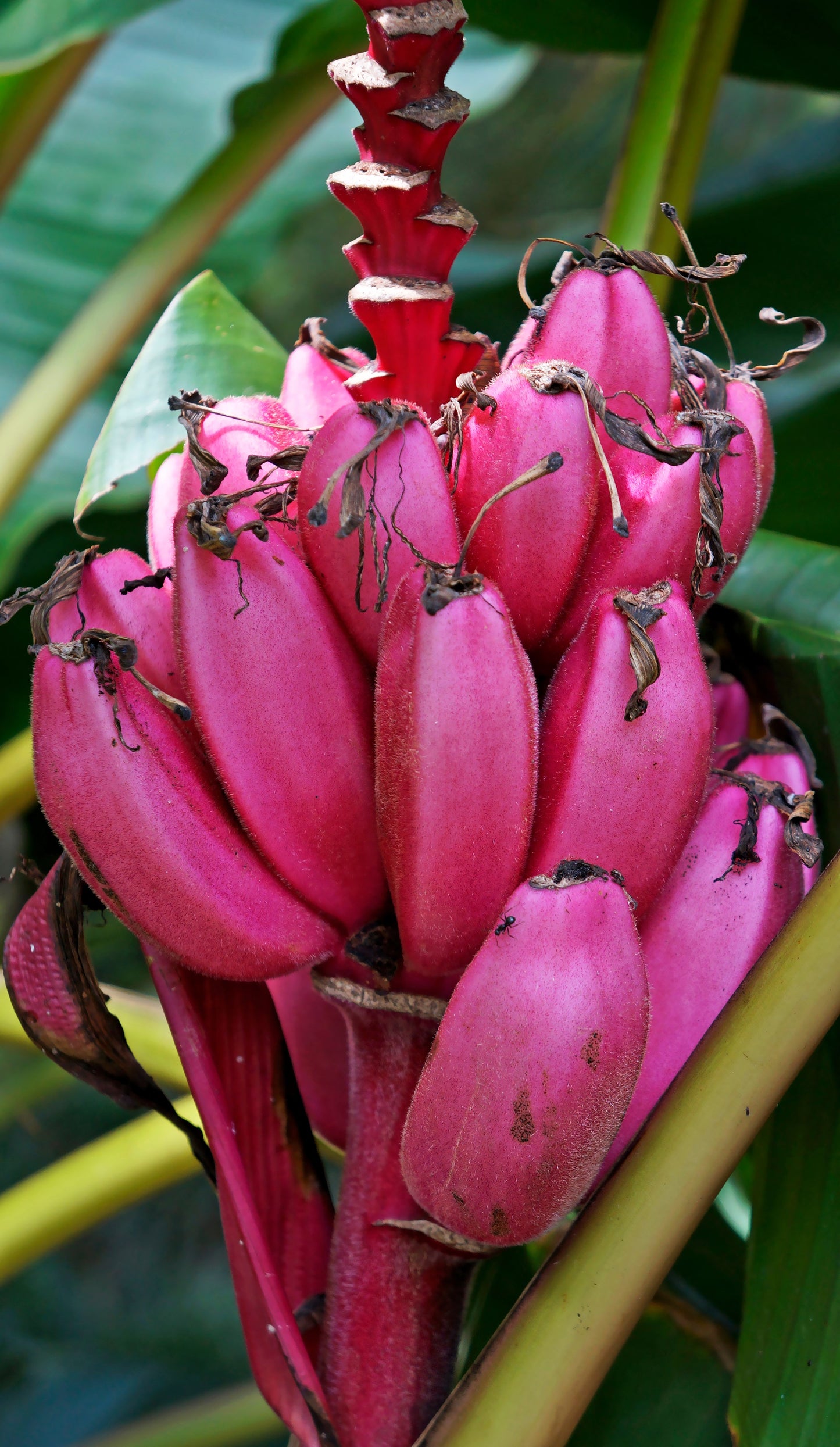 5 DWARF PINK BANANA Velvet Musa Velutina Flowering Fruit Tree Seeds