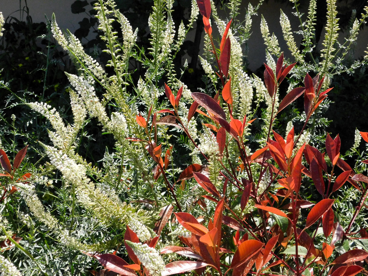 200 WHITE MIGNONETTE Reseda Alba Very FRAGRANT Flower Seeds