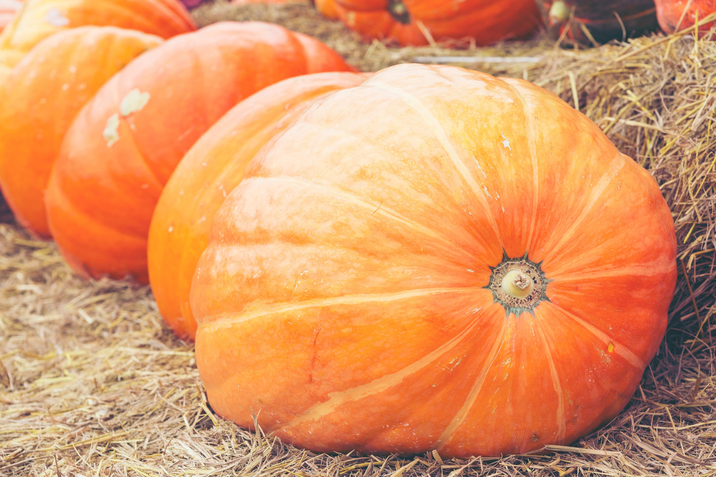 25 MAMMOTH GOLD PUMPKIN Cucurbita Maxima Carving Pie Vegetable Seeds