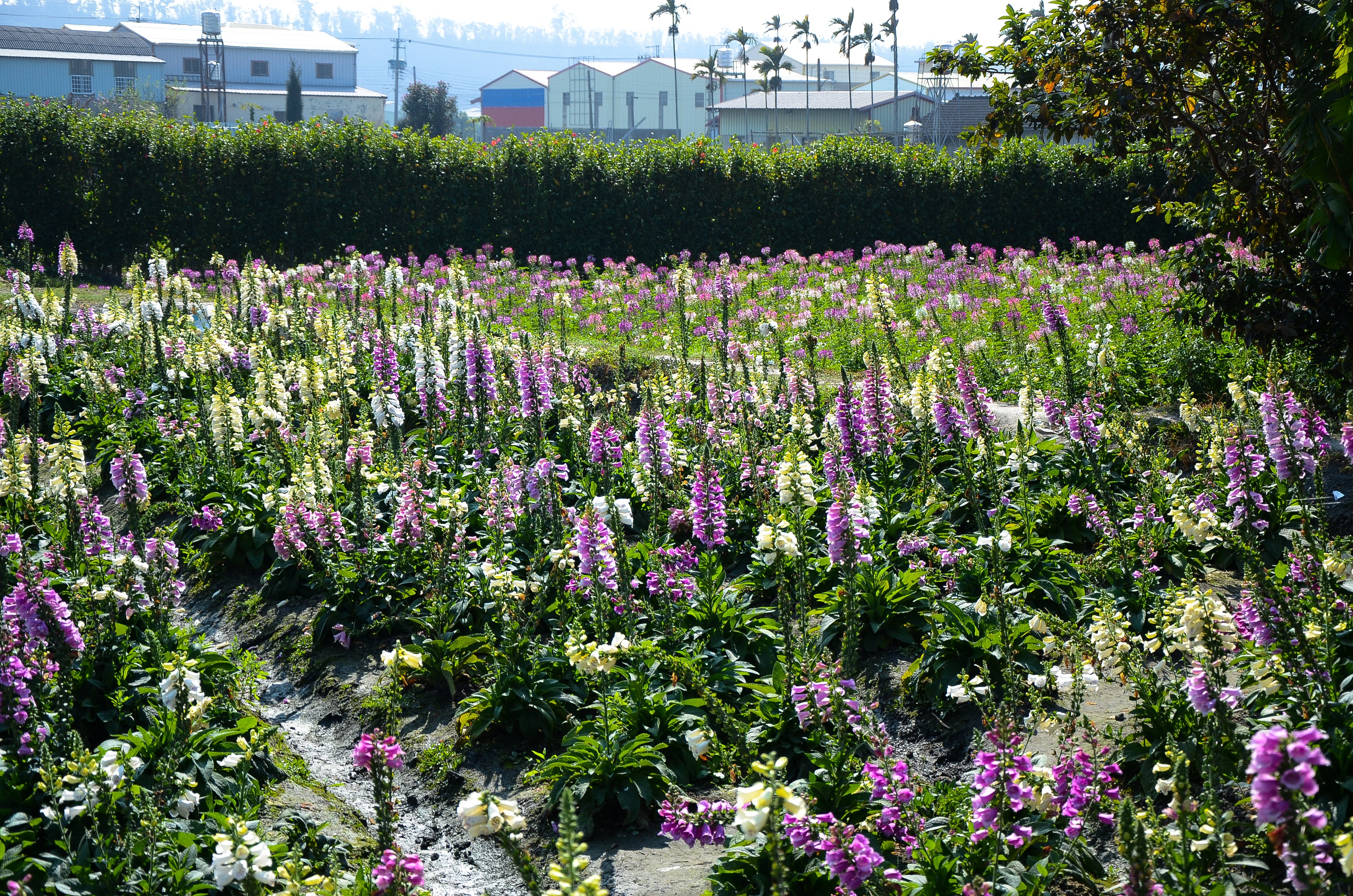 Seedville Foxy Mix Foxglove - Thumbnail 5