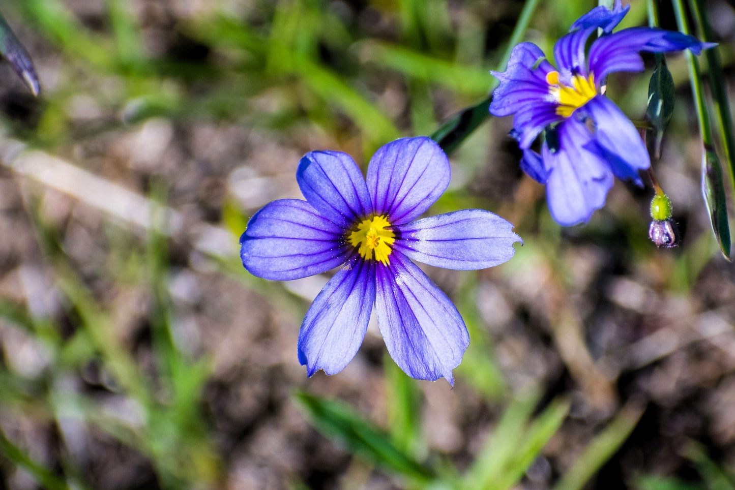 200 BLUE EYED GRASS (Western or Californian) Sisyrinchium Bellum Flower Seeds