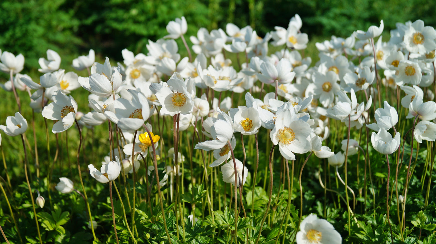 5 MADONNA ANEMONE Sylvestris White & Yellow Flower Seeds