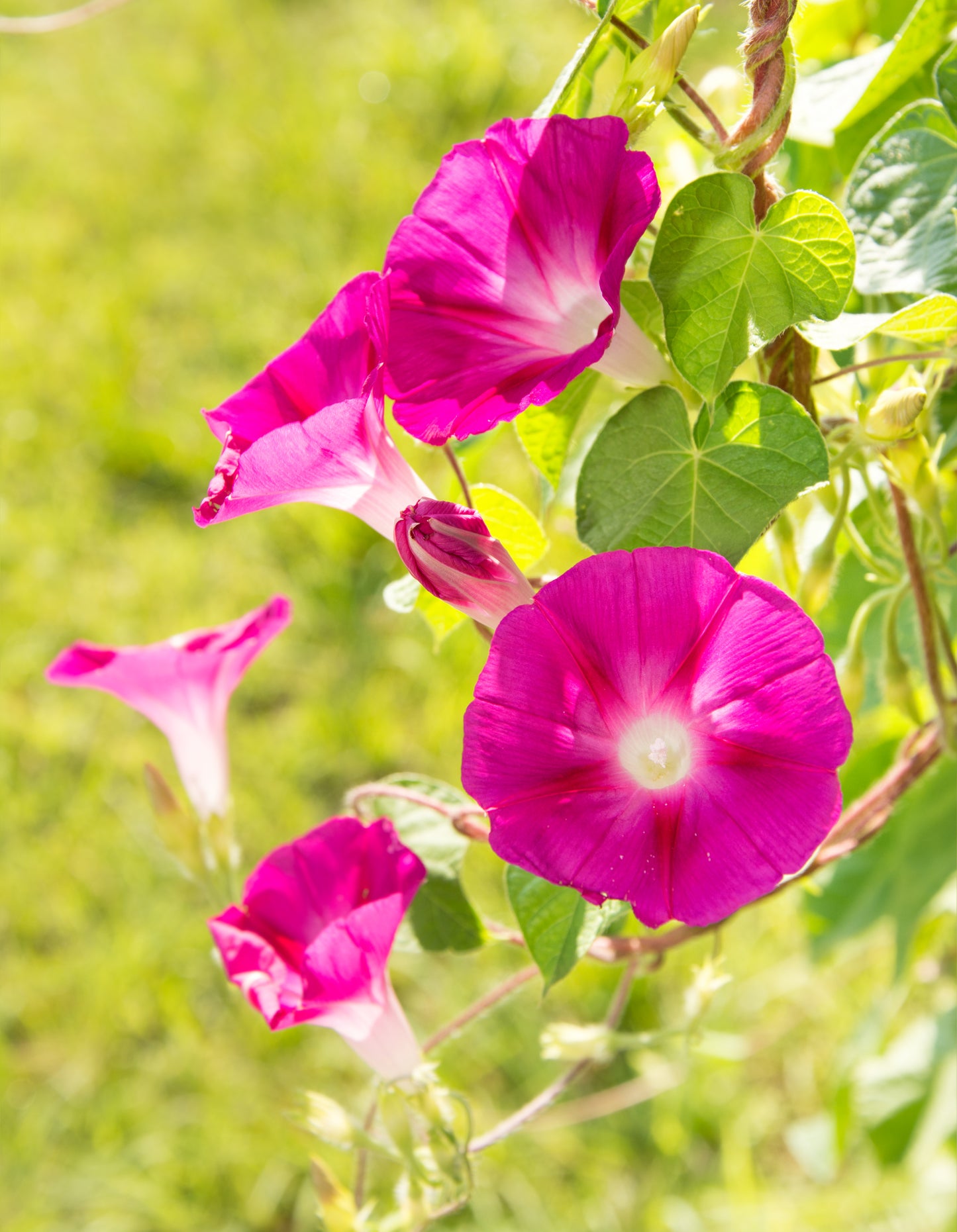 50 SCARLET O'Hara MORNING GLORY Red Ipomoea Nil Flower Vine Seeds