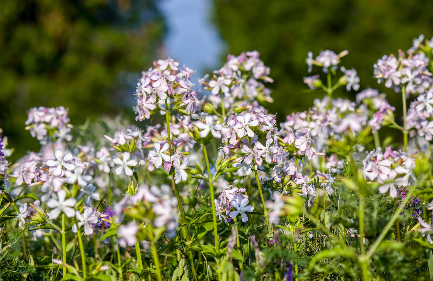 50 WHITE ROCK SOAPWORT Saponaria Vaccaria Alba Flower Seeds