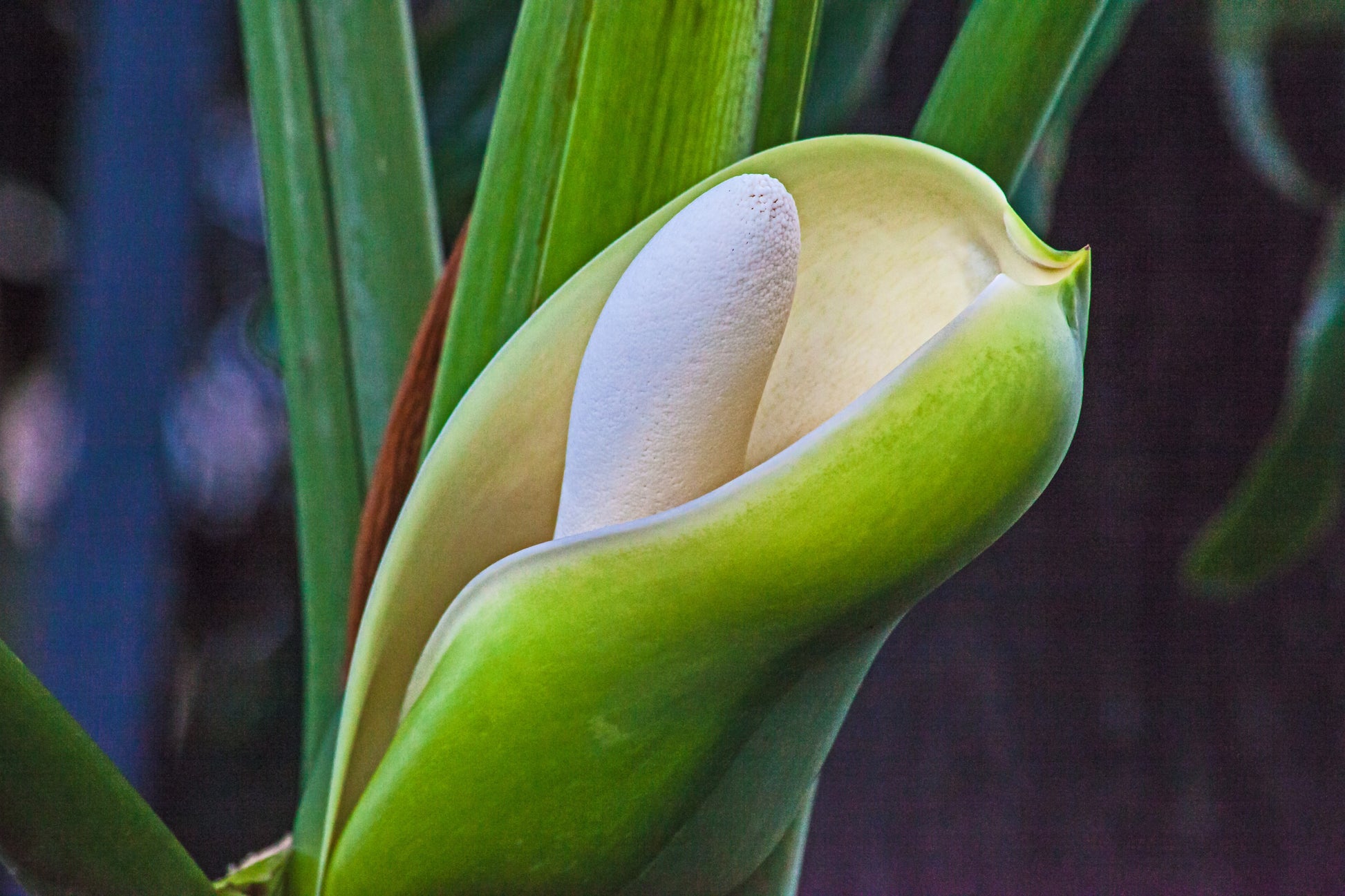 heartleaf philodendron seeds 15 Lacy TREE PHILODENDRON Split Leaf Cut-leaf Selloum House Plant Seed – Seedville USA