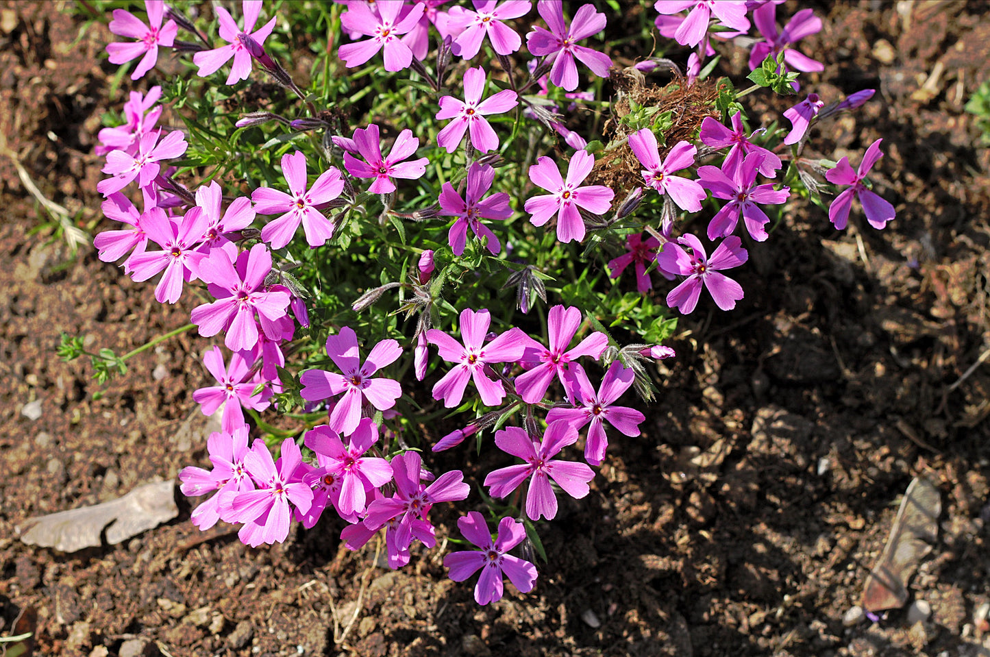 20 PRAIRIE PHLOX Pilosa Mixed Colors Pink Purple White Native Flower Seeds