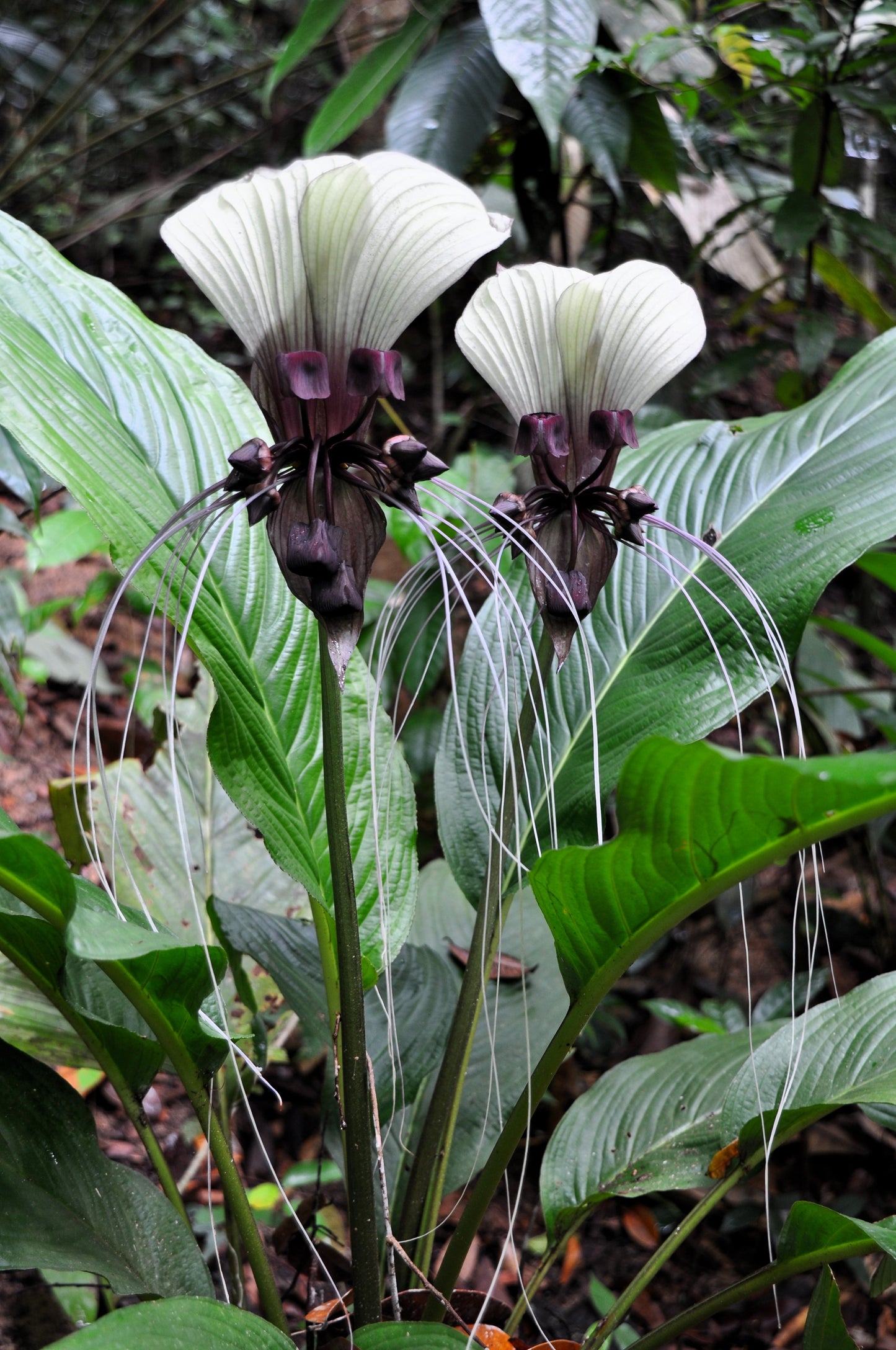 white bat lily 5 WHITE BAT FLOWER Tacca Integrifolia Nivea Bat Head Lily Flower Seeds