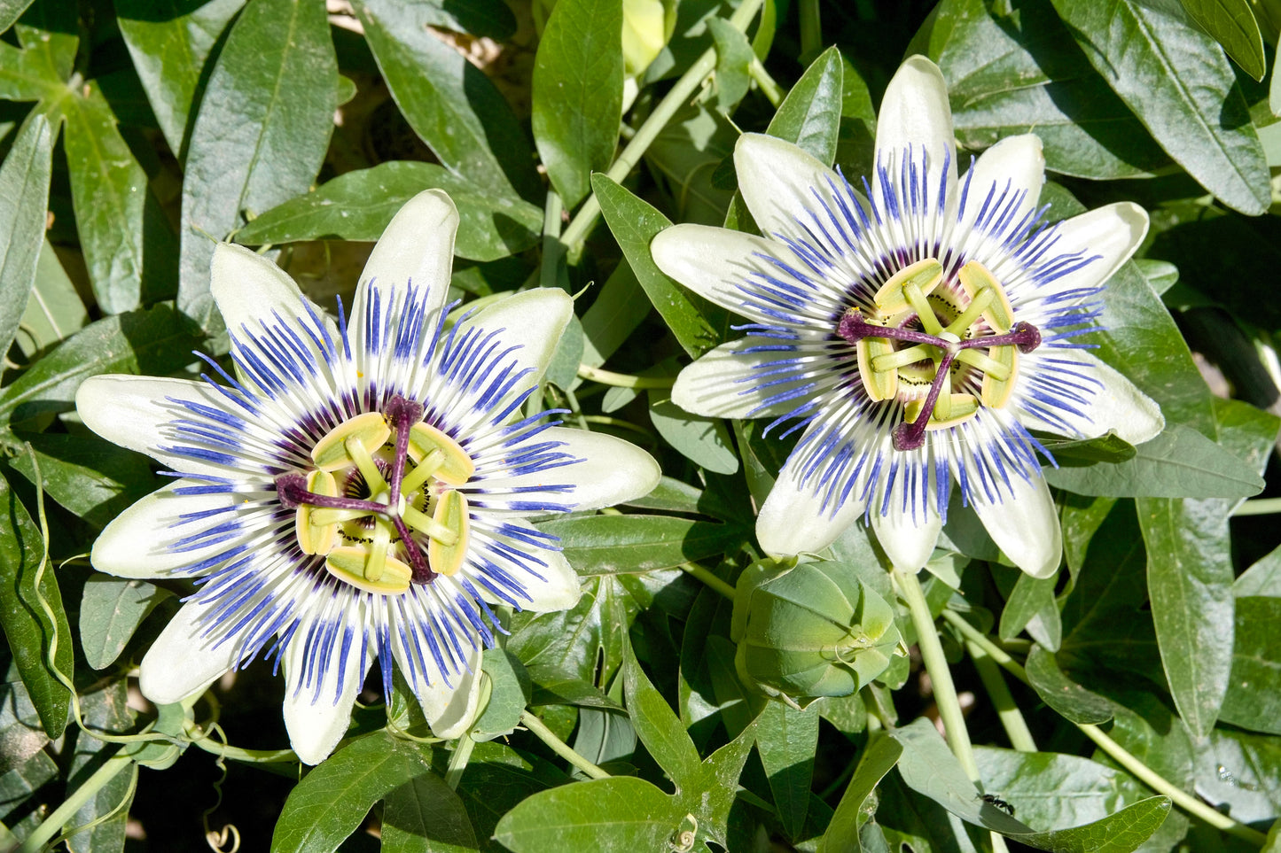 10 Blue Crown PASSION FLOWER / Passion FRUIT Passiflora Caerulea Orange Fruit Vine Seeds