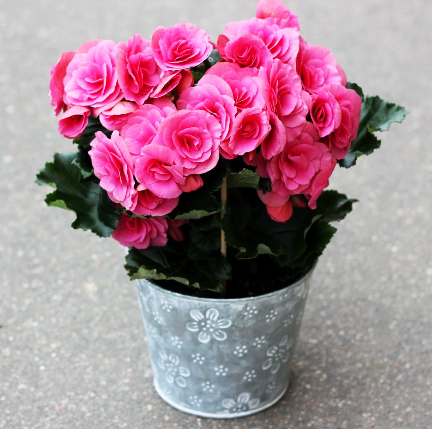 10 BRIGHT PINK DOUBLE BEGONIA Tuberosa Tuberous Begonia Shade Flower Seeds