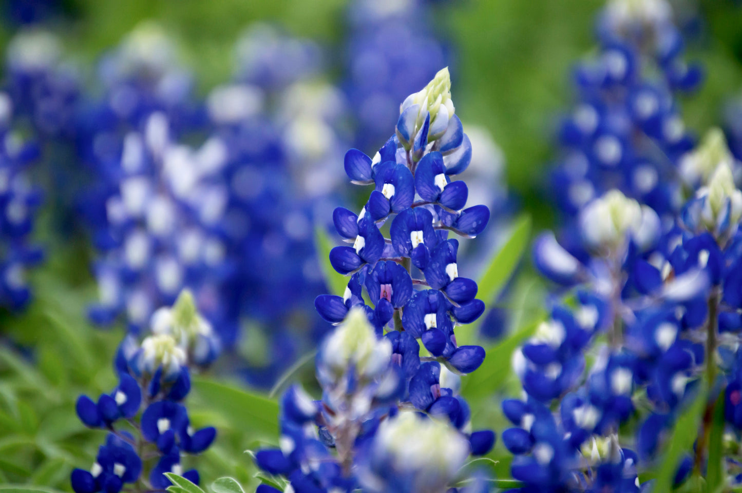 150 TEXAS BLUEBONNET LUPINE Lupinus Texensis Flower Seeds