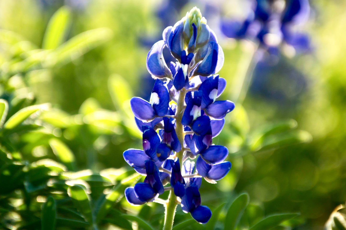 150 TEXAS BLUEBONNET LUPINE Lupinus Texensis Flower Seeds