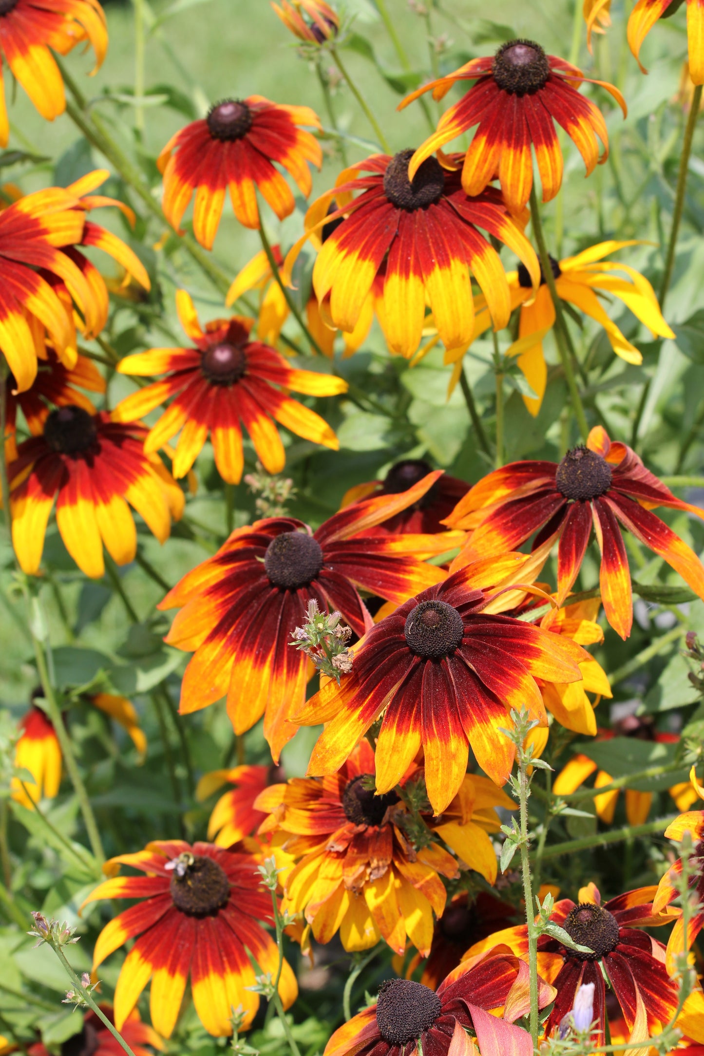 4000 Indian Summer GLORIOSA DAISY Rudbeckia Hirta Red Yellow Brown Flower Seeds