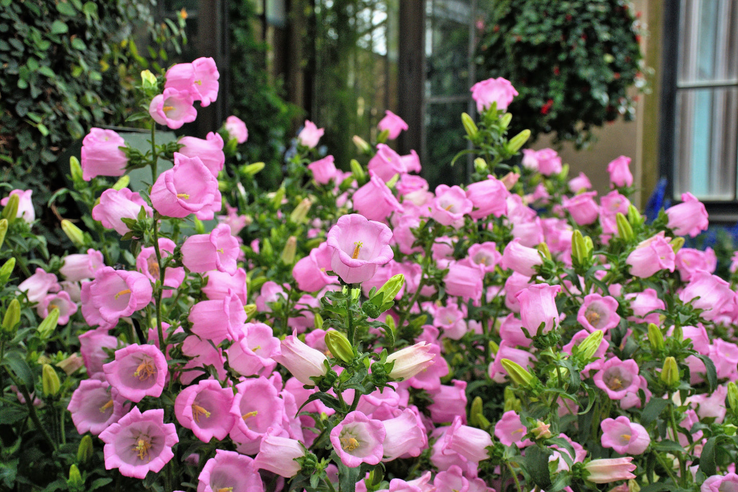 100 MIXED CANTERBURY BELLS - Crown Mix Campanula Medium Flower Seeds