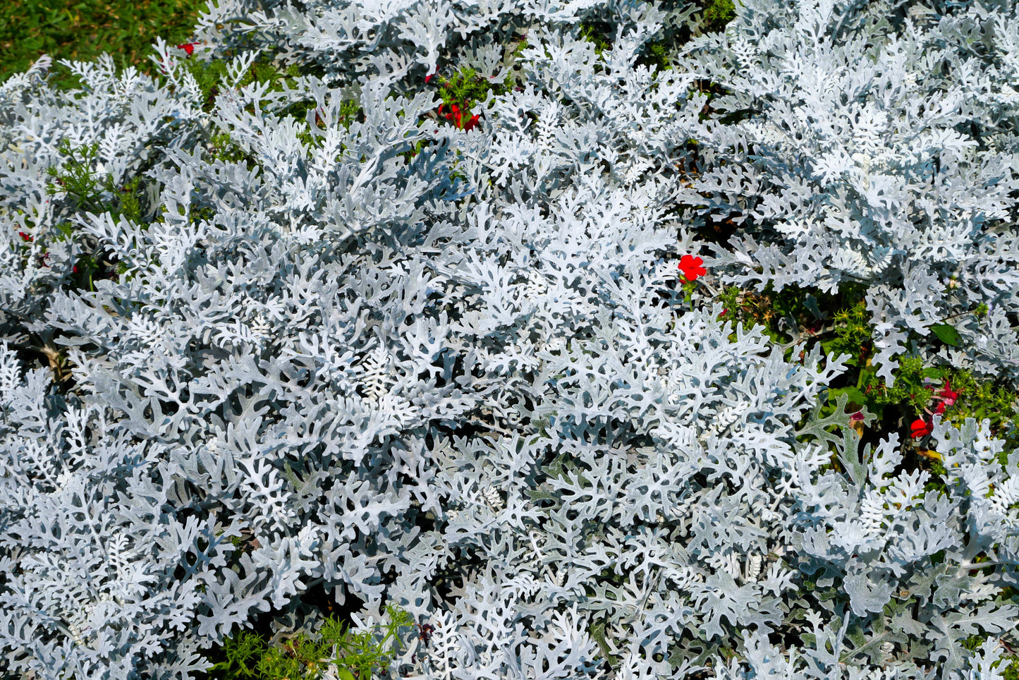 300 SILVERDUST DUSTY MILLER Cineraria maritima Flower Seeds