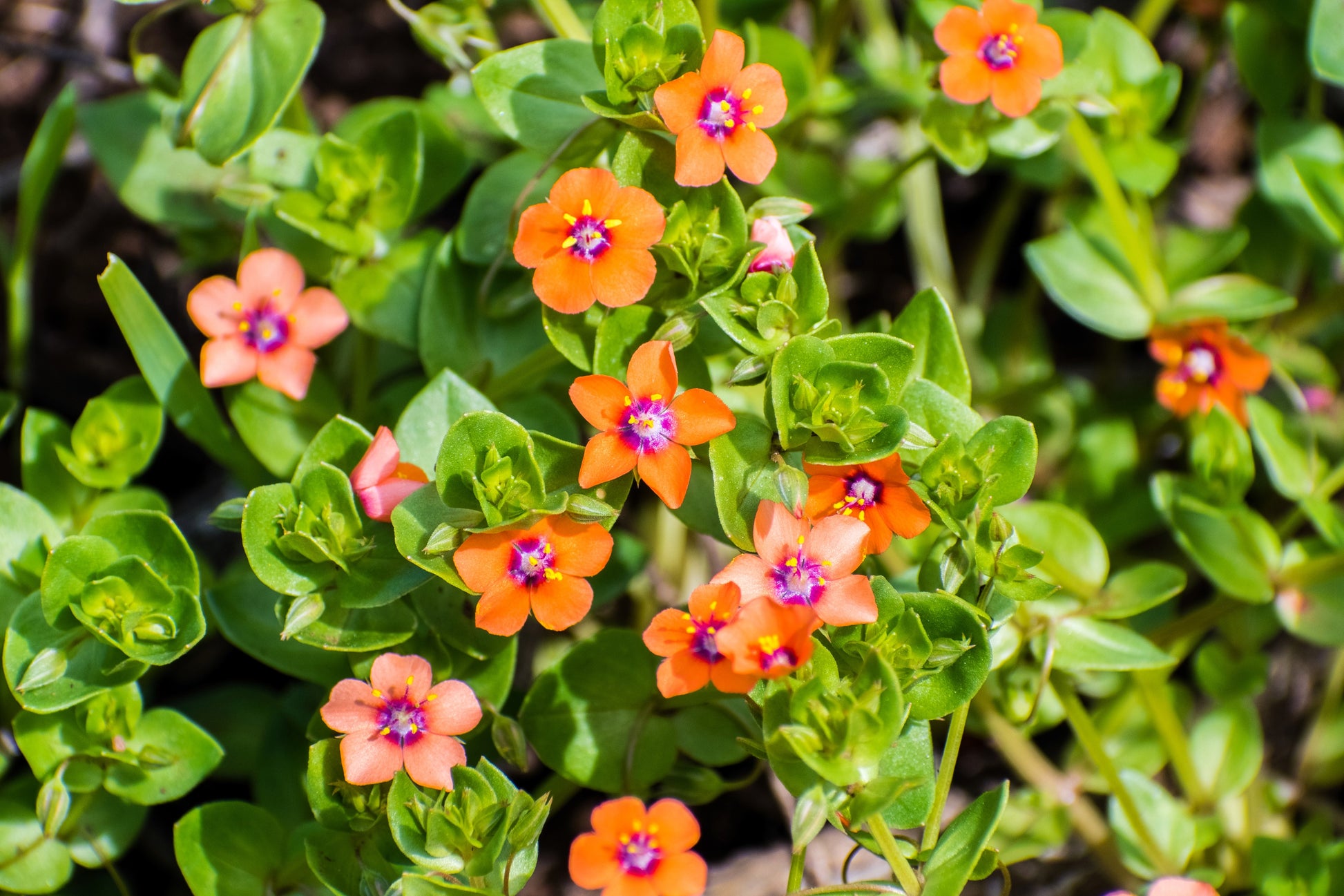 scarlet pimpernel flower seeds 100 SCARLET PIMPERNEL (Adders Eyes) Anagallis Arvensis Flower Seeds