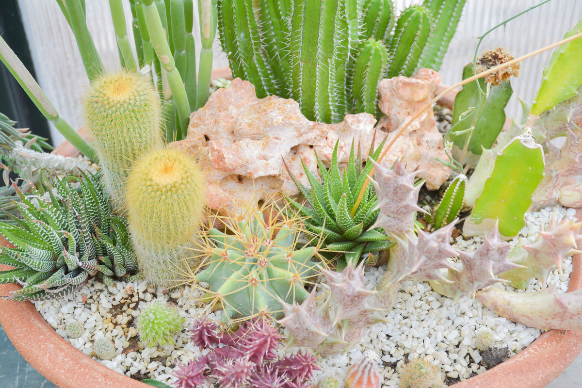 50 CACTUS MIX 'Finest Mixed' Succulent Flower Plant Seeds