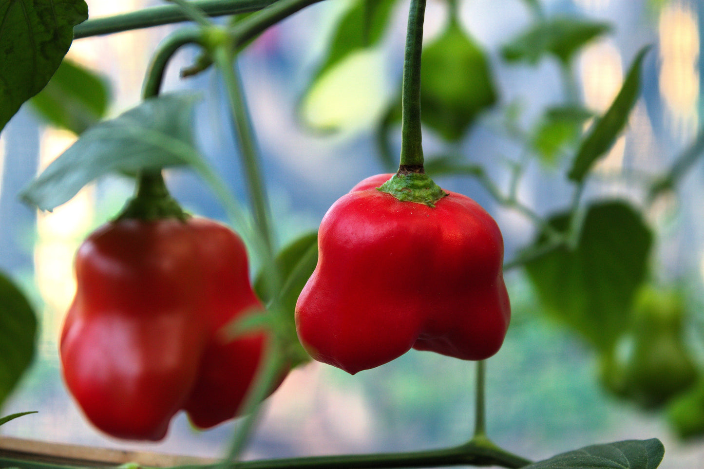 50 Ubatuba CAMBUCI PEPPER Red Brazilian Capsicum Baccatum Vegetable Seeds