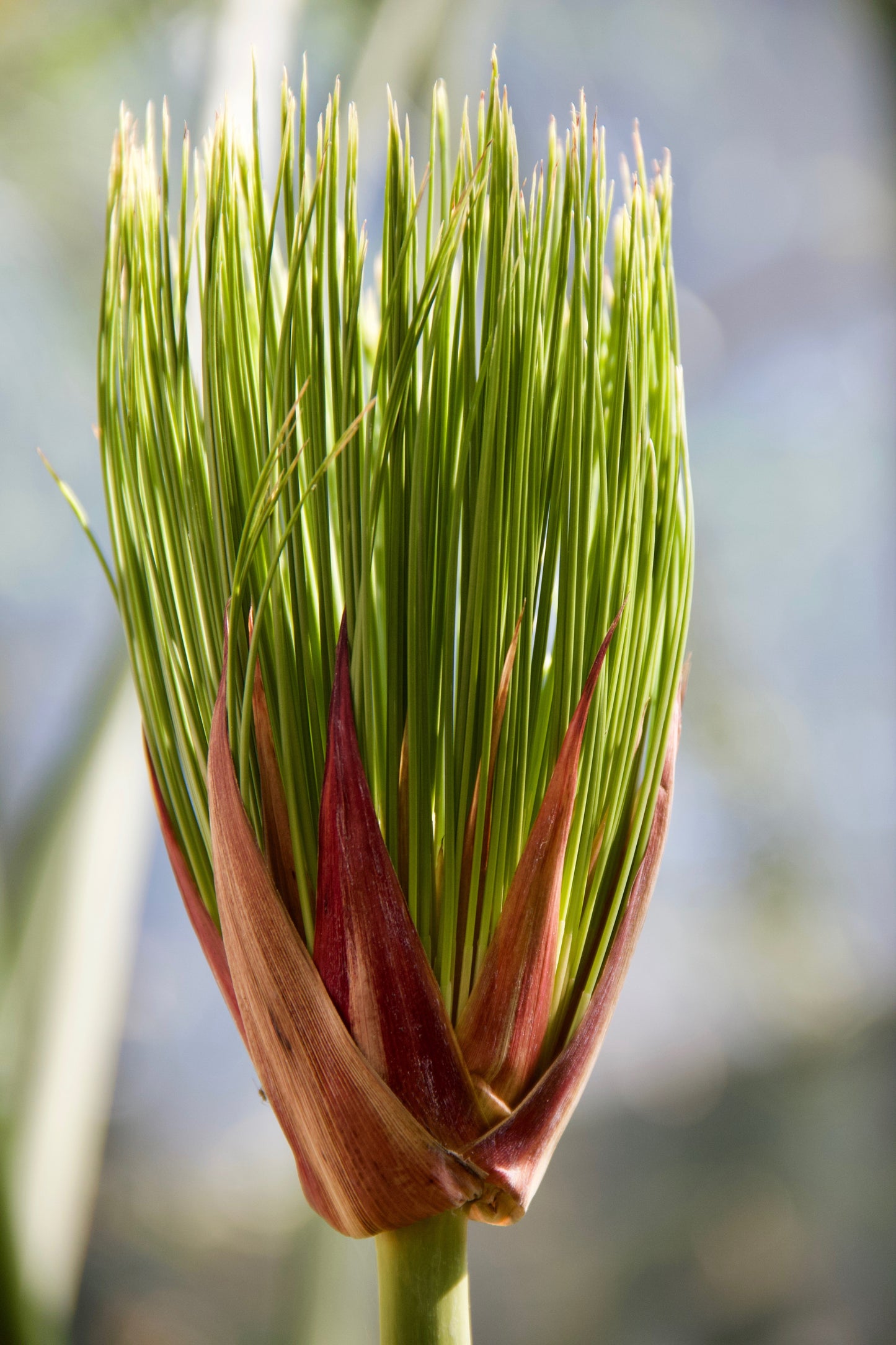 20 Cyperus PAPYRUS Paper Reed Water Plant Egyptian Nile Grass Yellow Flower Seeds