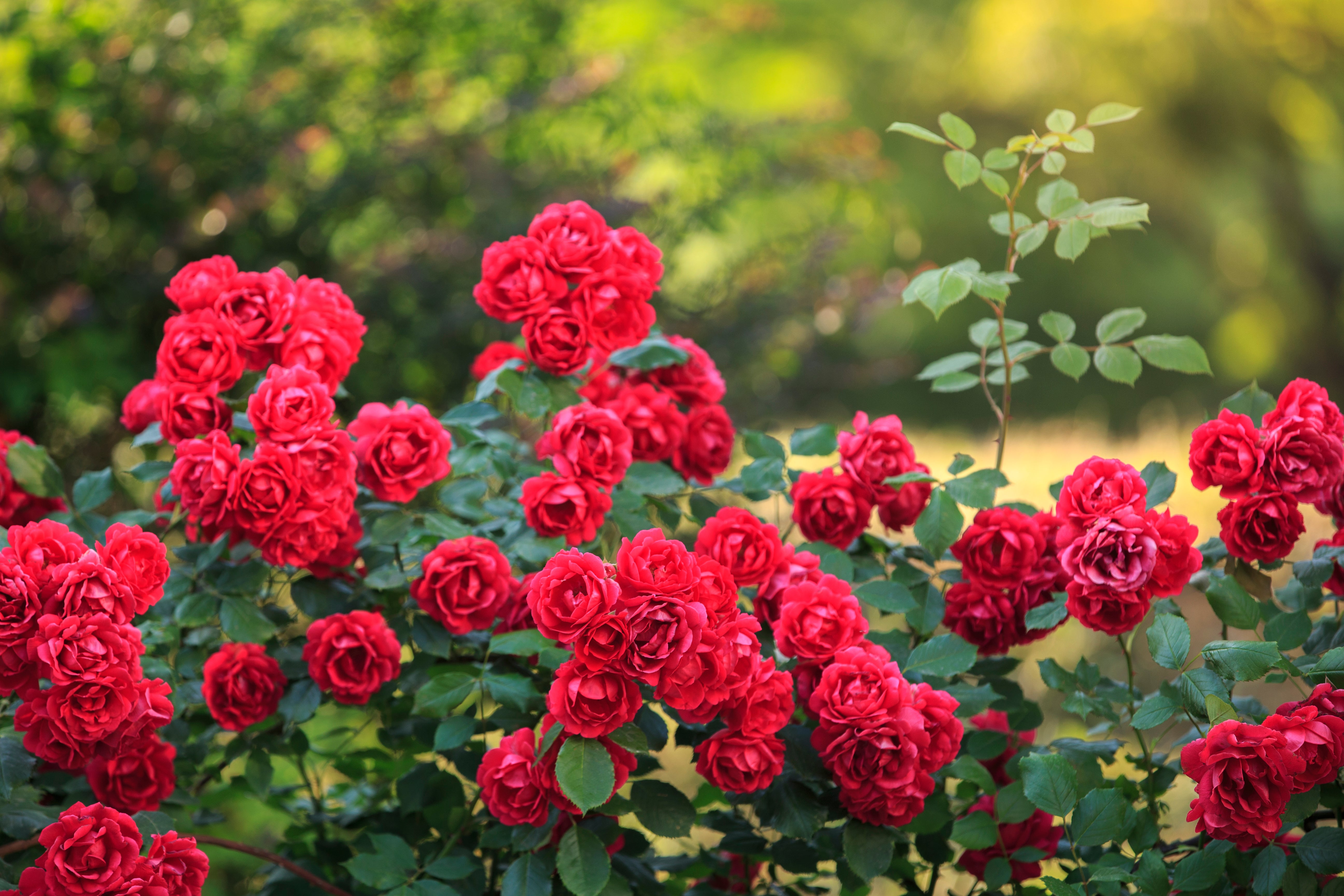 5 RED CLIMBING ROSE Rosa Bush Vine Climber Fragrant Butterfly