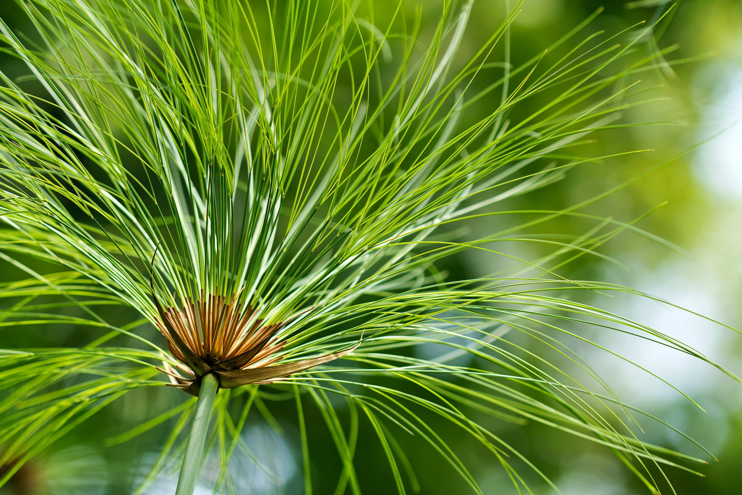 20 Cyperus PAPYRUS Paper Reed Water Plant Egyptian Nile Grass Yellow Flower Seeds