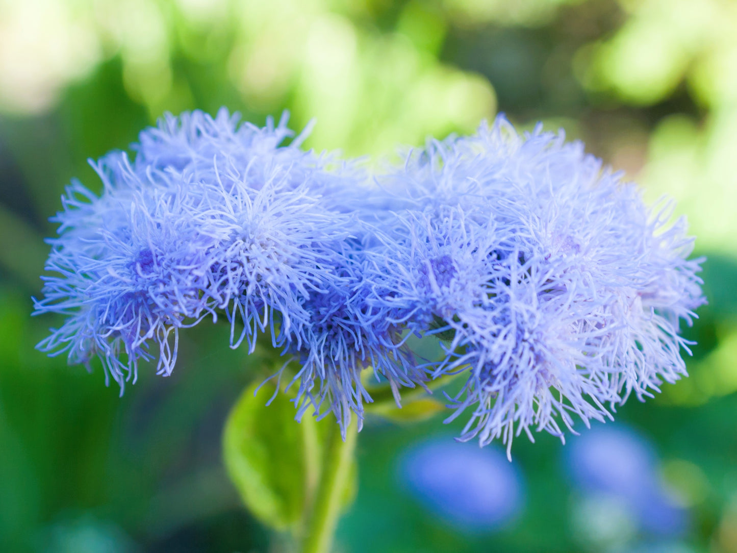 250 Dwarf BLUE BEDDER AGERATUM aka Floss Flower Ageratum Houstonianum Flower Seeds