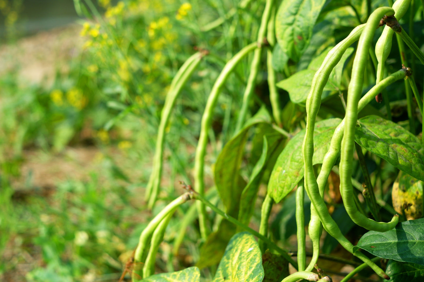 100 Texas CREAM COW PEA Southern Pea Bush Vigna Unguiculata Vegetable Seeds