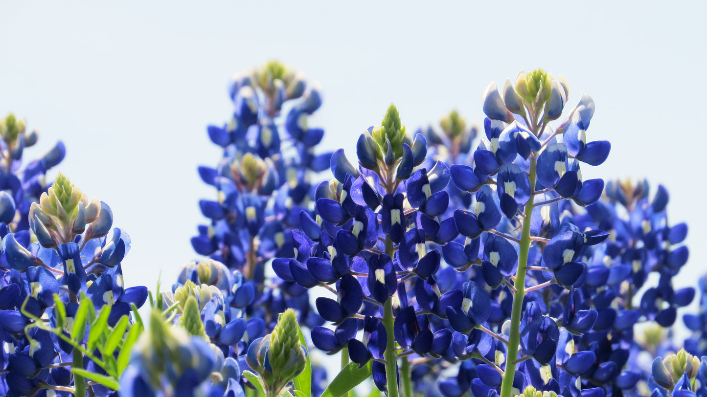 150 TEXAS BLUEBONNET LUPINE Lupinus Texensis Flower Seeds