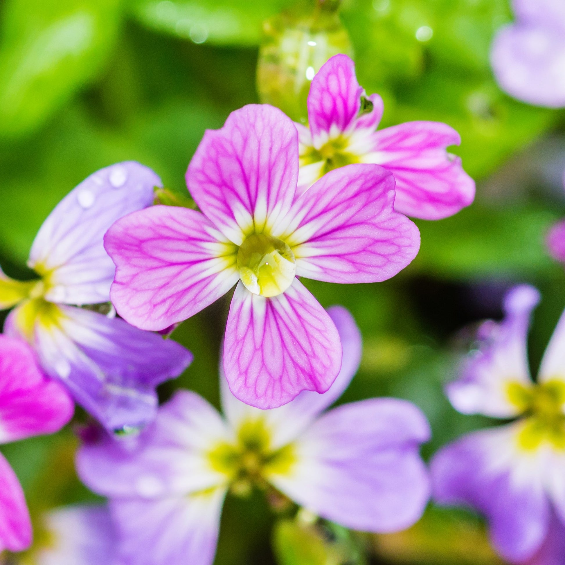 virginia stock flower seeds 4000 VIRGINIA STOCK Malcolmia Maritima Flower Seeds