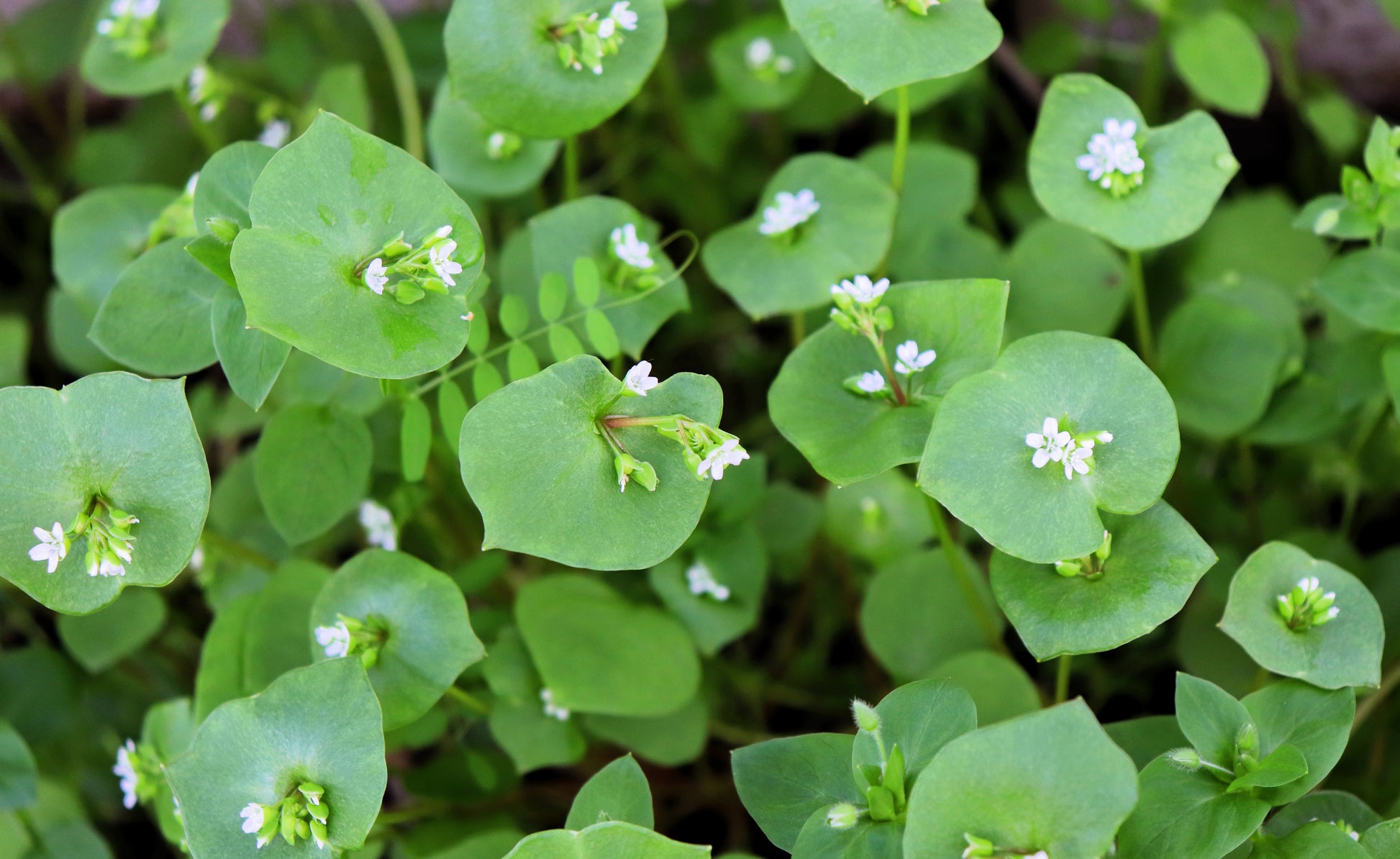 100 MINER'S LETTUCE Winter Purslane Spinach Claytonia Perfoliata Vegetable Seeds