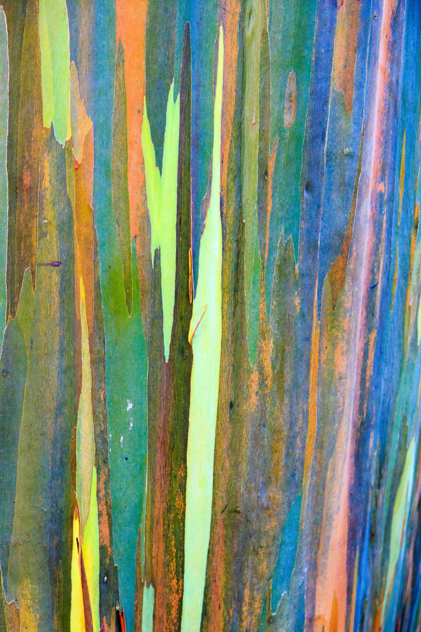 50 RAINBOW EUCALYPTUS Deglupta Gum Multicolor Bark Tree Seeds