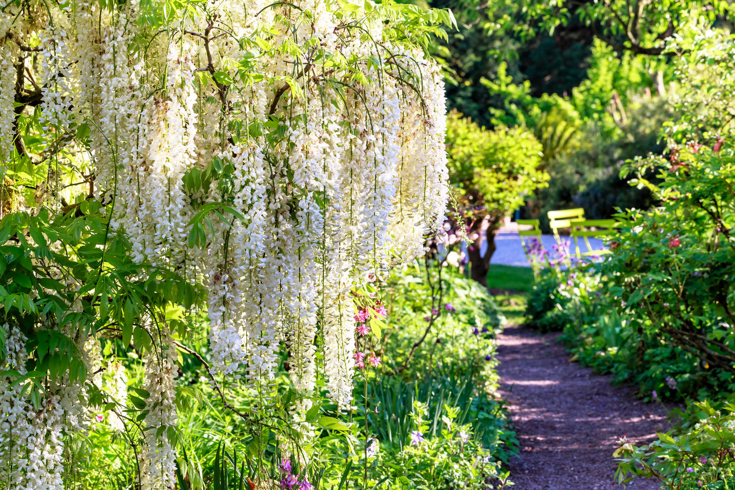 5 WHITE WISTERIA Floribunda Alba Ornamental Japanese Flower Vine Seeds