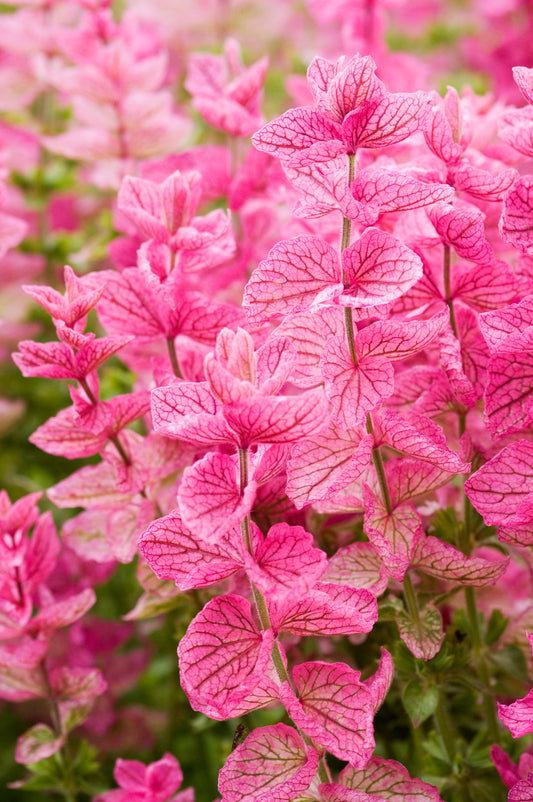 50 'PINK Sundae' Clary SAGE / SALVIA Viridis Horminum Herb Flower Seeds