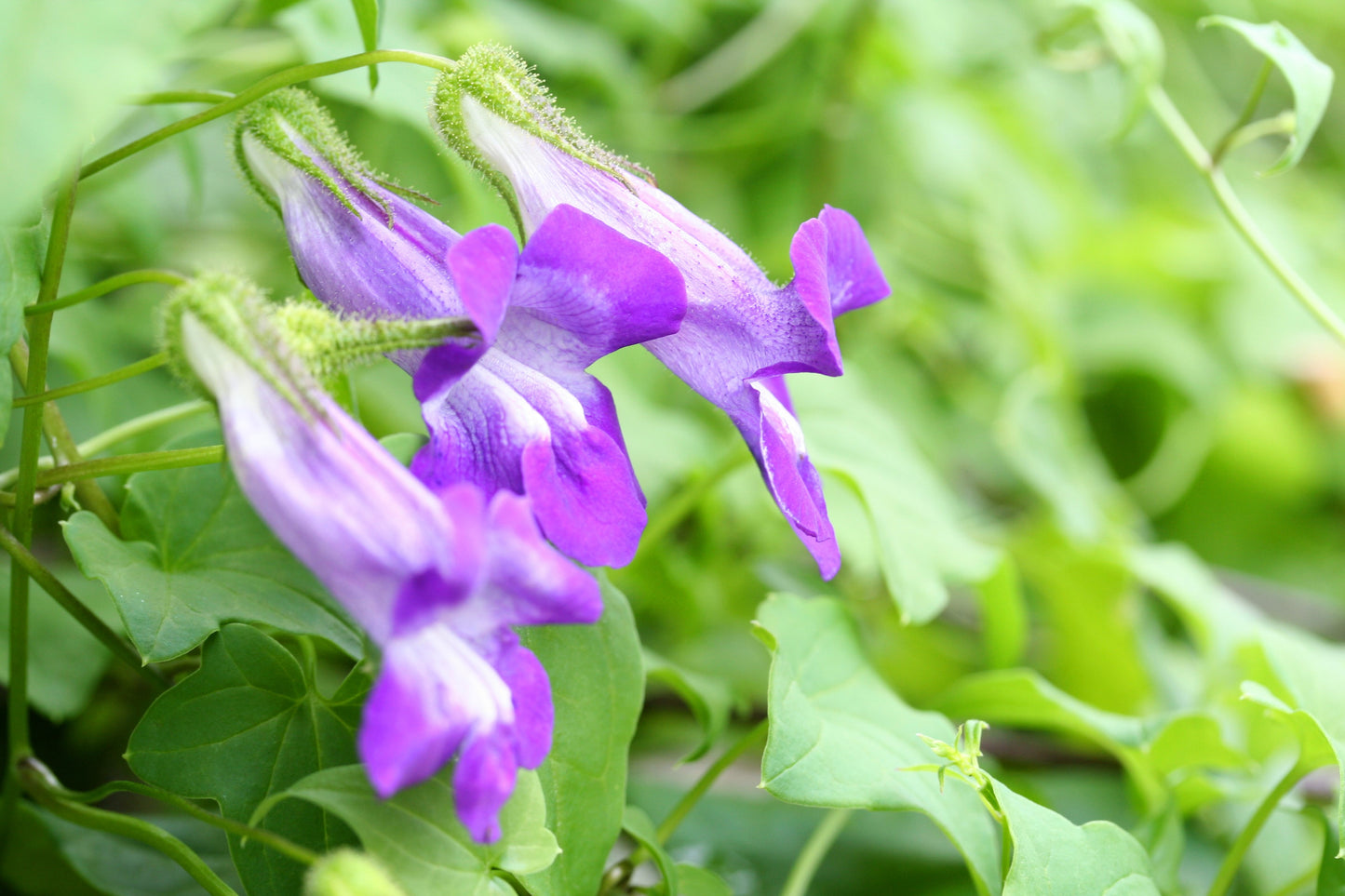 10 MIXED DRAGONSNAP VINE Asarina Scandens Climbing Snapdragon Pink Blue Red White Flower Seeds