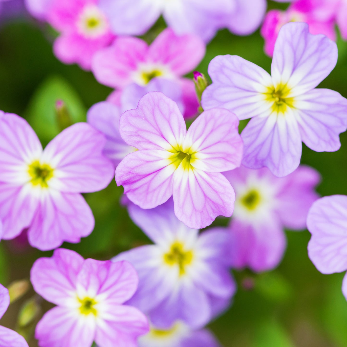 4000 VIRGINIA STOCK Malcolmia Maritima Flower Seeds