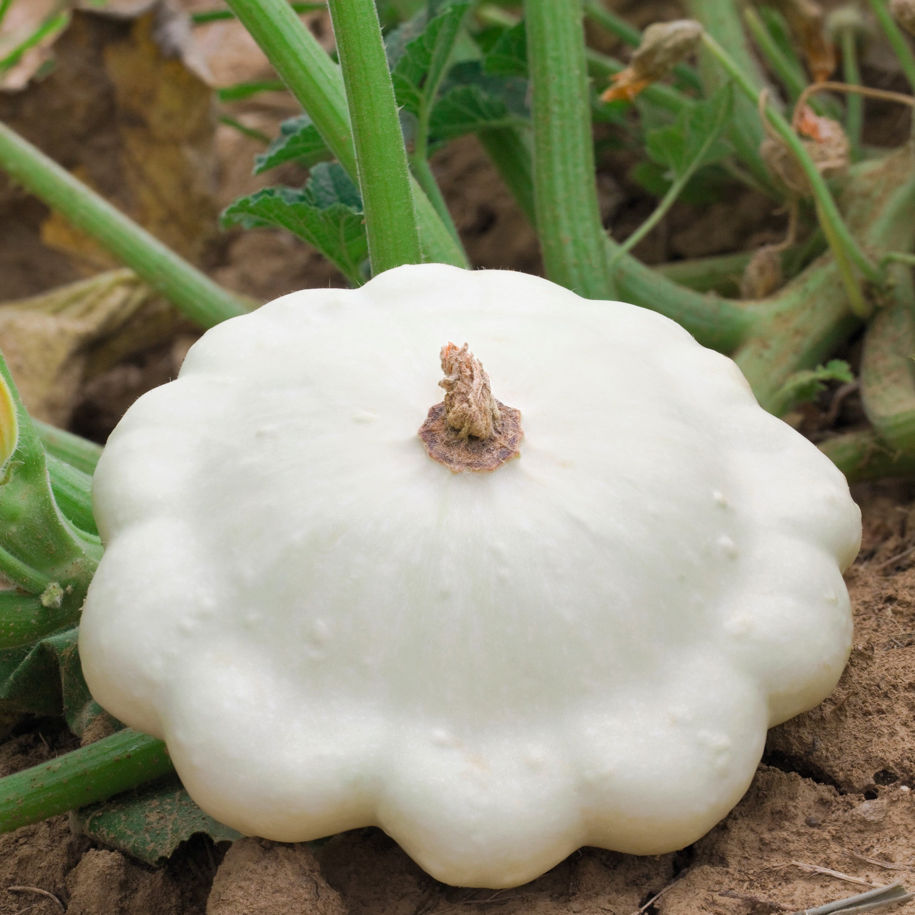 50 WHITE Bush SCALLOP SQUASH (Patty Pan / Paty Pan / Squanter Squash) –  Seedville USA