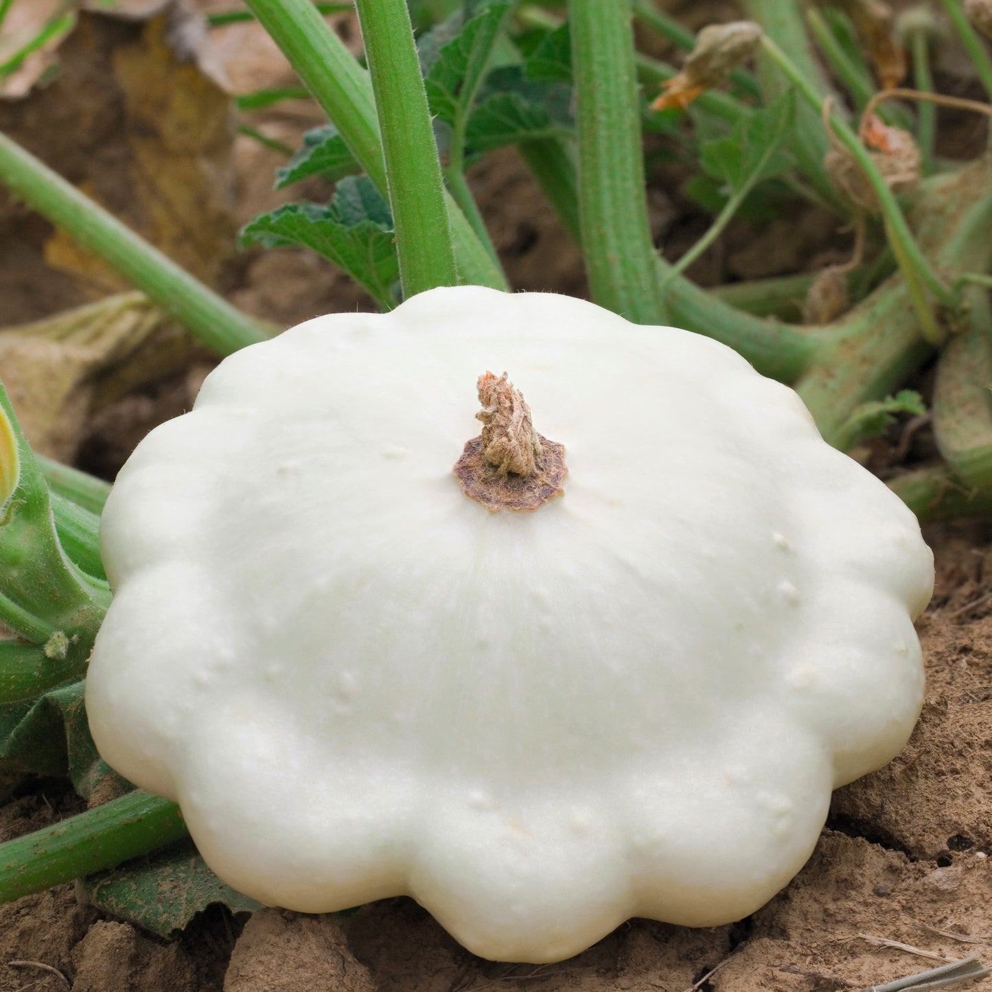 50 WHITE Bush SCALLOP SQUASH (Patty Pan / Paty Pan / Squanter Squash) Summer Cucurbita Pepo Vegetable Seeds