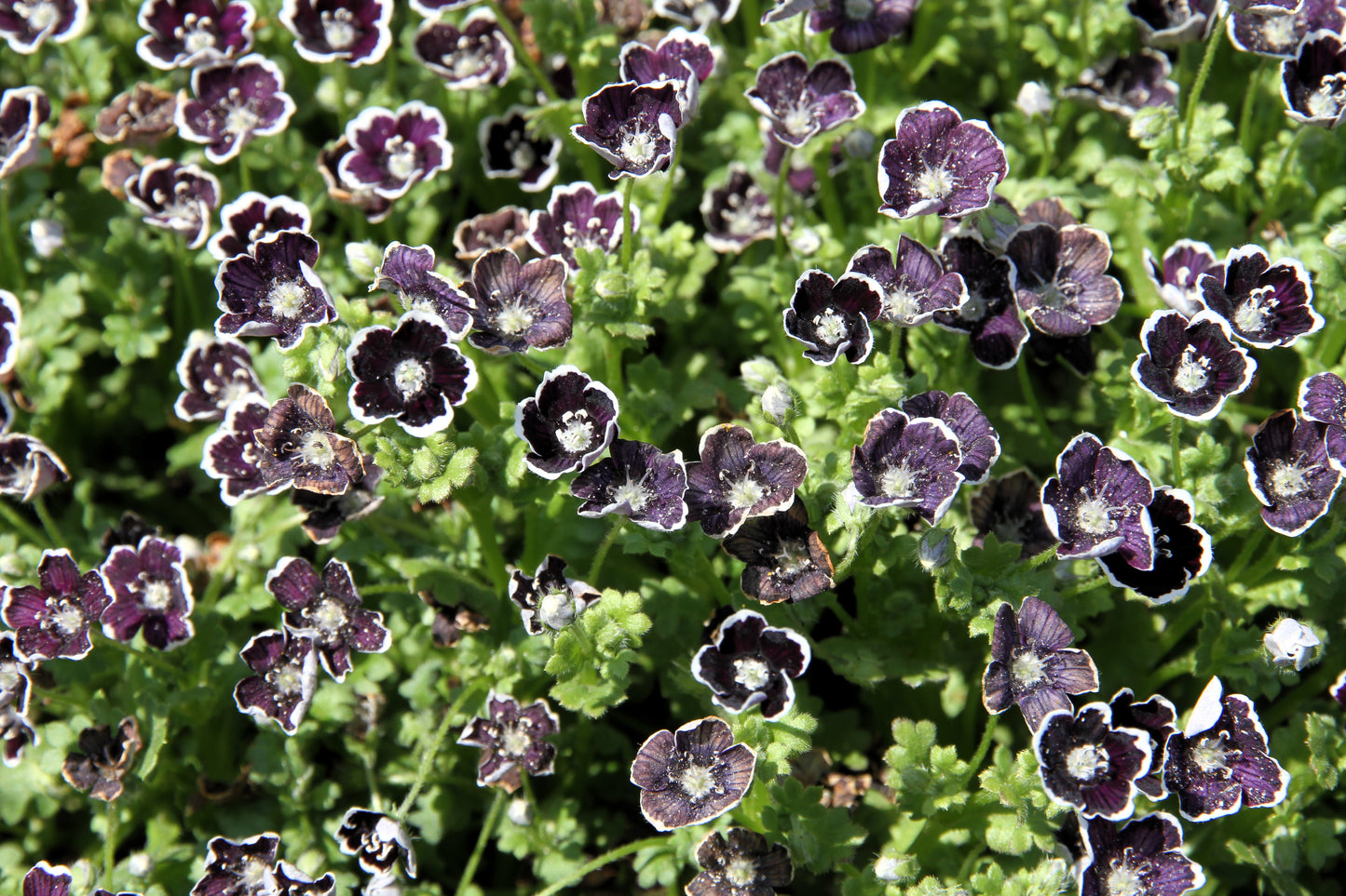 50 PENNIE BLACK - NEMOPHILA Discoidalis Penny White Flower Seeds