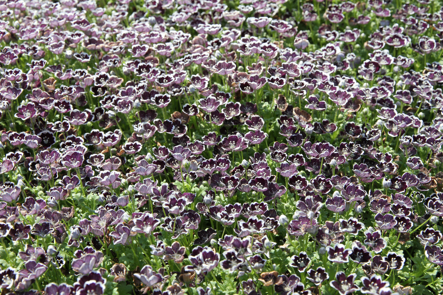 50 PENNIE BLACK - NEMOPHILA Discoidalis Penny White Flower Seeds