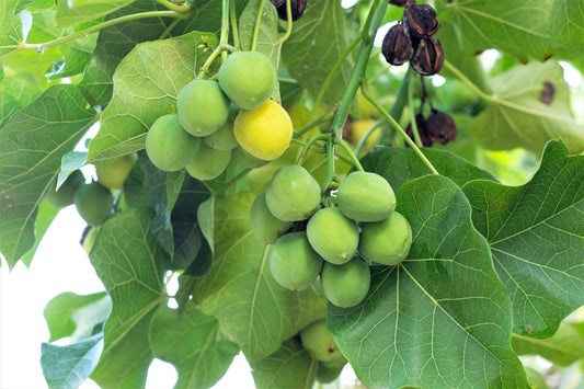 5 PHYSIC NUT Barbados Purging JATROPHA Curcas Shrub Tree Bio-Diesel Seeds
