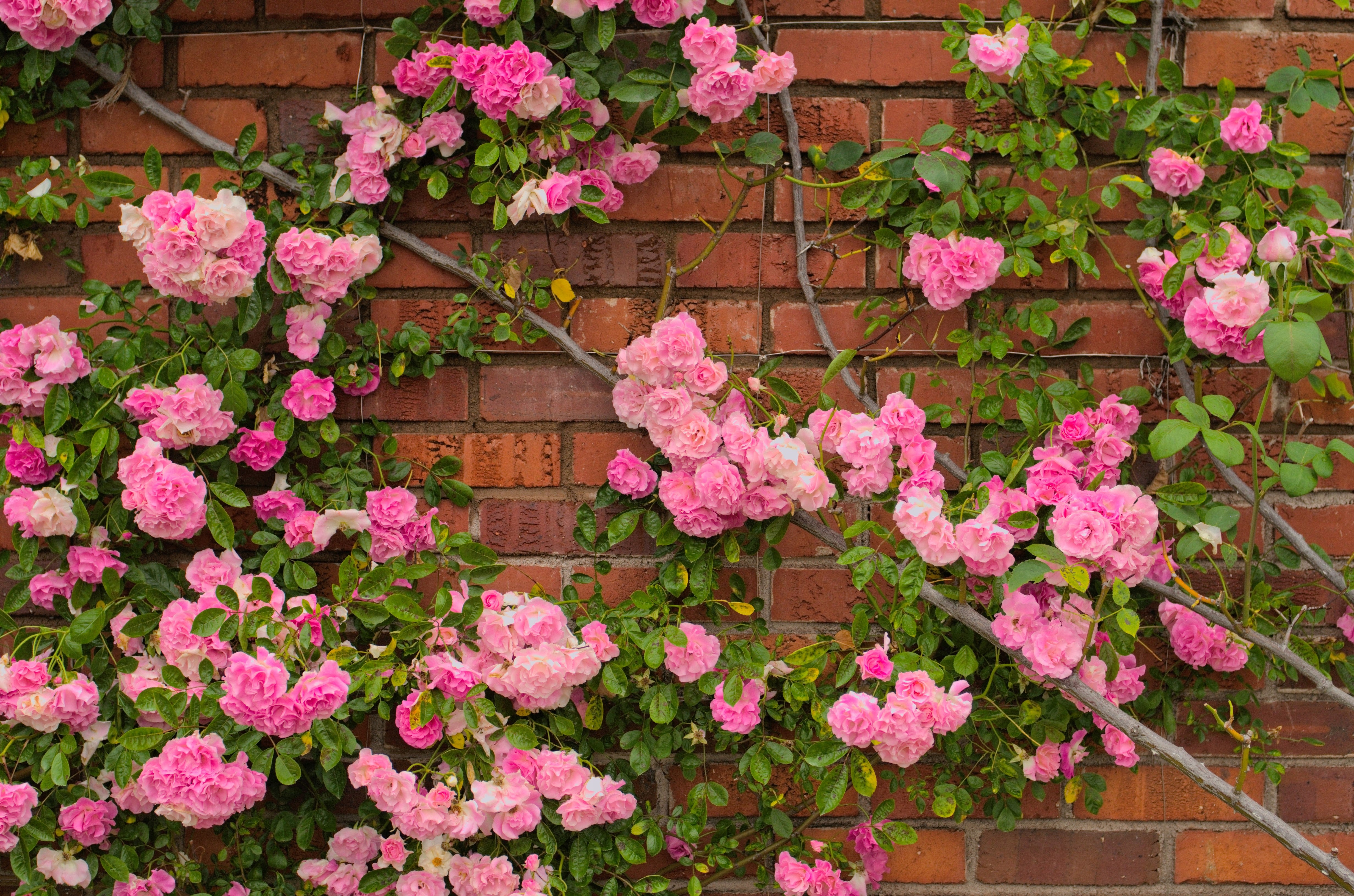 Seedville Climbing Rose Seeds - Thumbnail 5