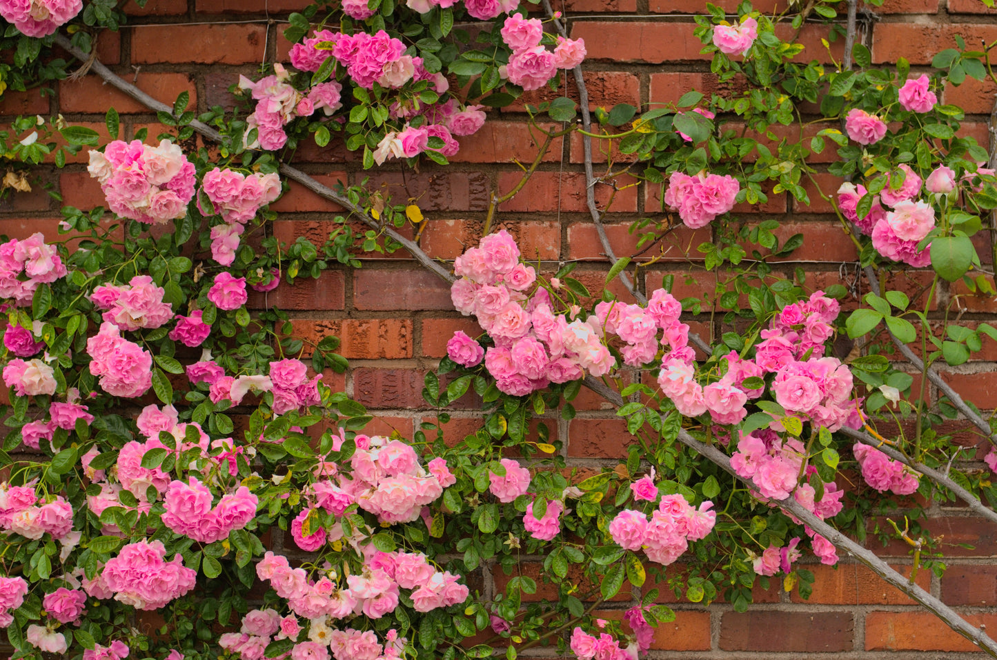 5 PINK CLIMBING ROSE Rosa Bush Vine Climber Fragrant Butterfly Flower Seeds