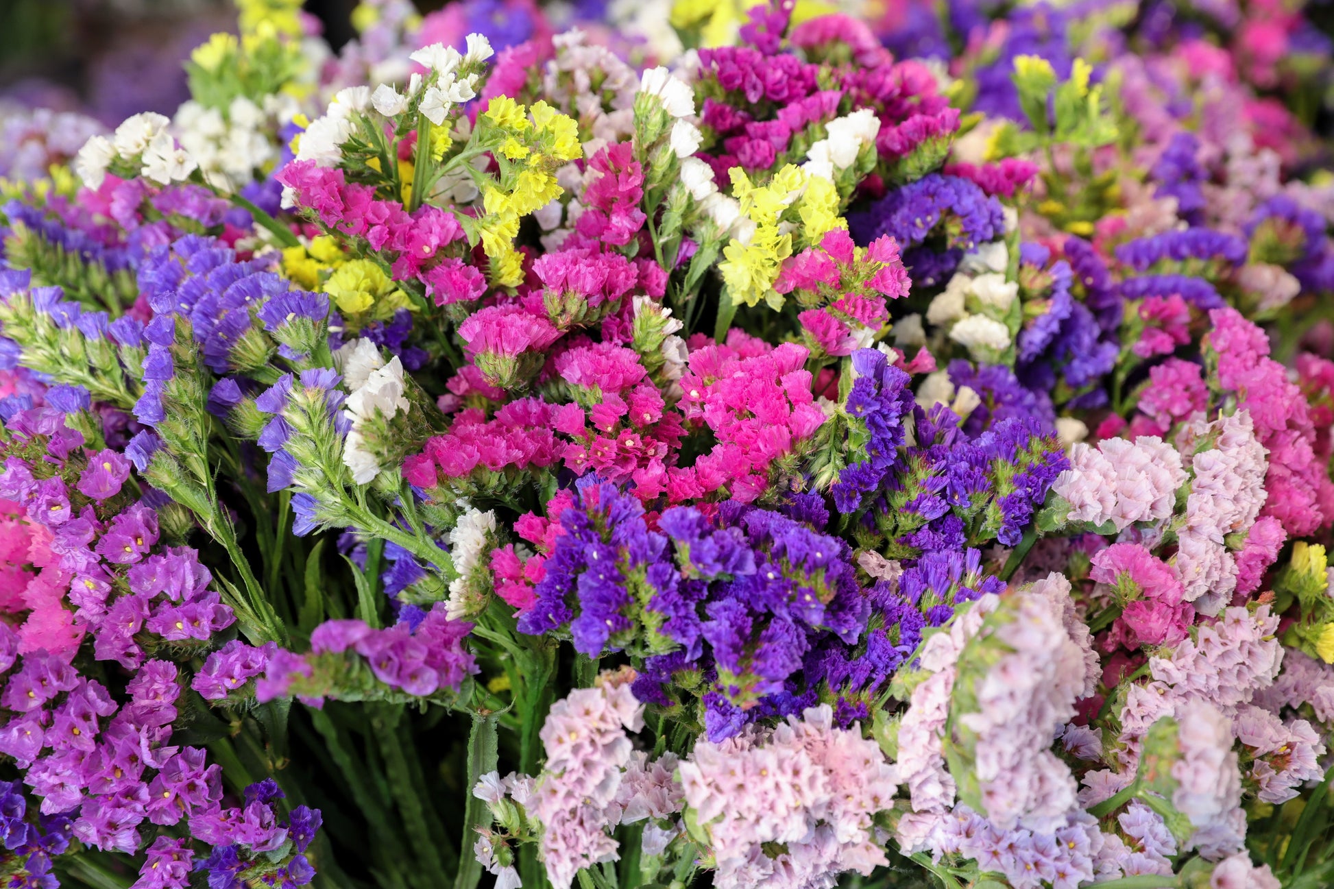 pacific blue lavender plants 50 Pacific Mix STATICE (Sea Lavender) Mixed Colors Limonium Sinuatum F – Seedville USA