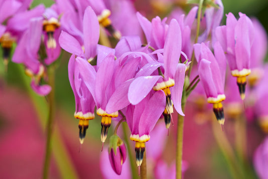 25 MIDLAND SHOOTING STAR (Flamingo Flower / Birds Bills / Prairie Pointer) Dodecatheon Meadia Flower Seeds
