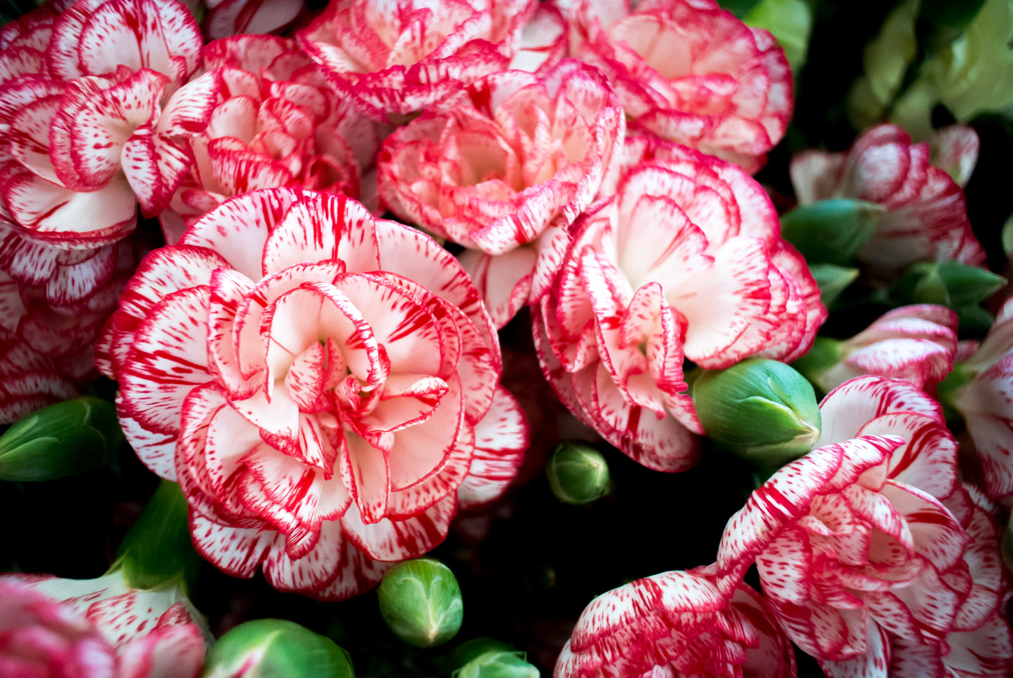 50 Avranchin RED & WHITE CARNATION Dianthus Caryophyllus Chabaud Flower Seeds