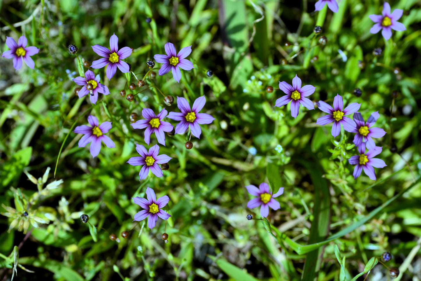 200 BLUE EYED GRASS (Western or Californian) Sisyrinchium Bellum Flower Seeds