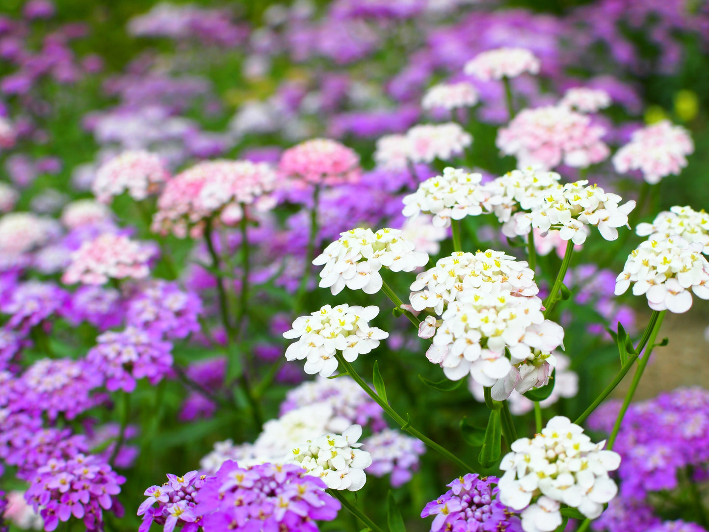 2000 TALL MIX CANDYTUFT Iberis Umbellata Mixed Colors Ground Cover Flower Seeds