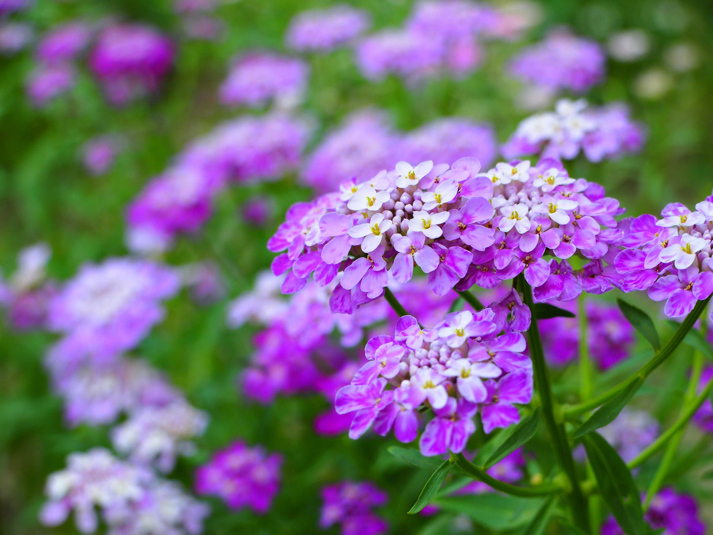 2000 TALL MIX CANDYTUFT Iberis Umbellata Mixed Colors Ground Cover Flower Seeds