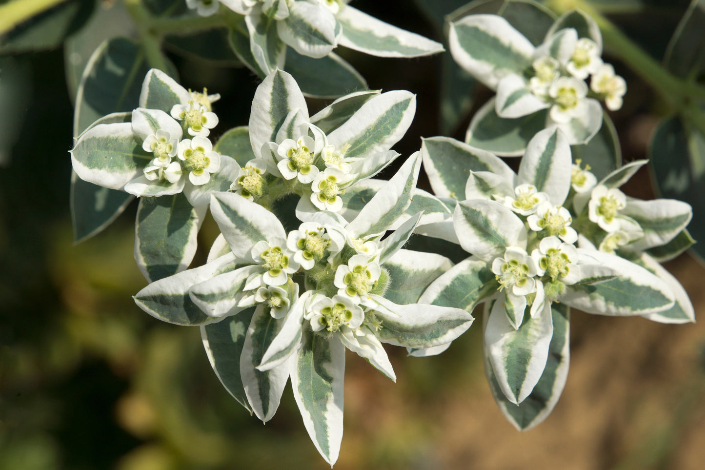 20 SNOW On THE MOUNTAIN Euphorbia Marginata Variegated Groundcover Sun or Shade Flower Seeds