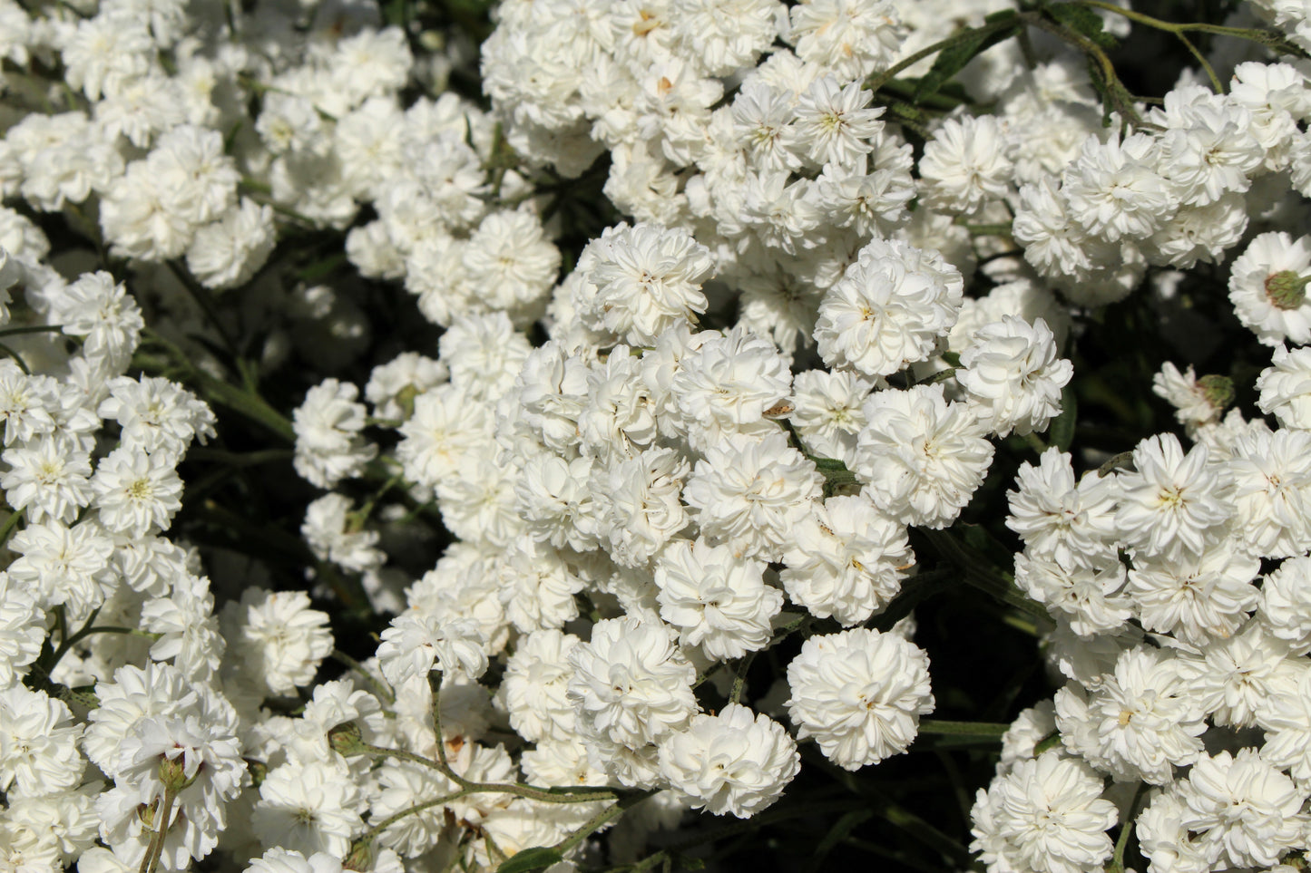 150 PEARL YARROW White Double Achillea Ptarmica Herb Flower Seeds